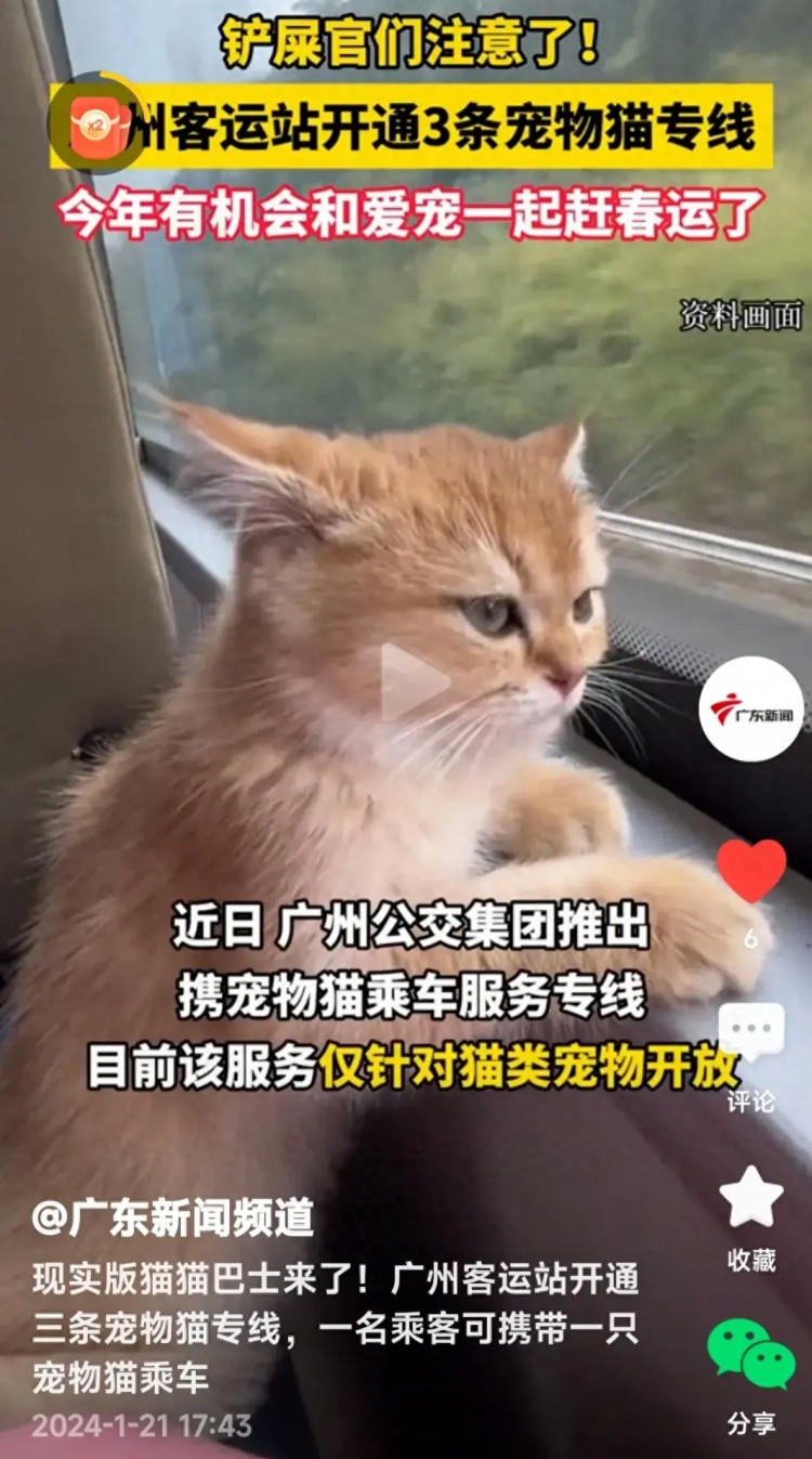 爱猫人士有福啦！广州开通宠物猫专线养狗人士呼吁要带狗坐公交