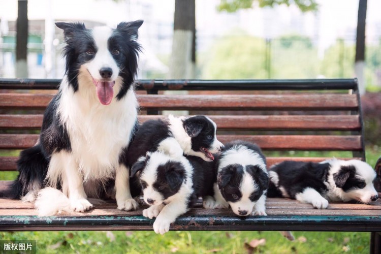 为什么边牧无缘做警犬？有6个原因，一点都不委屈