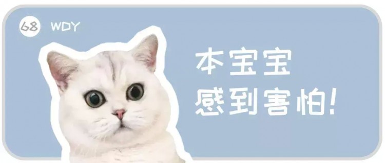 辟谣！猫咪不出门就不会感染猫瘟了吗？别忘了主人也能携带病菌