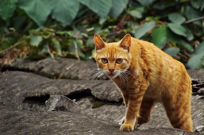 流浪猫因长有四只耳朵被抛弃铲屎官好心收养后收获萌猫