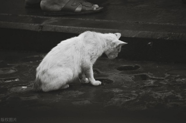 宠物猫是怎样变成流浪猫的流浪猫生活是怎样的