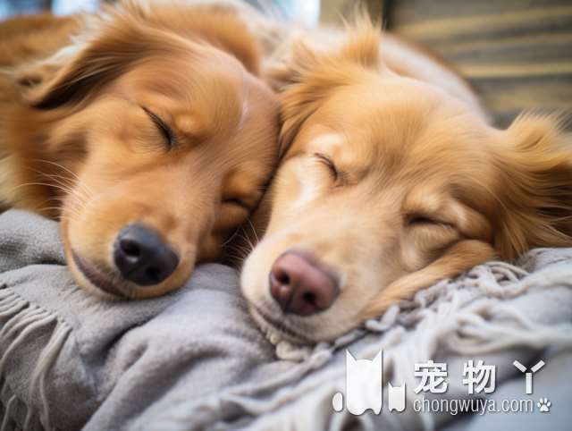 两种犬的区别？